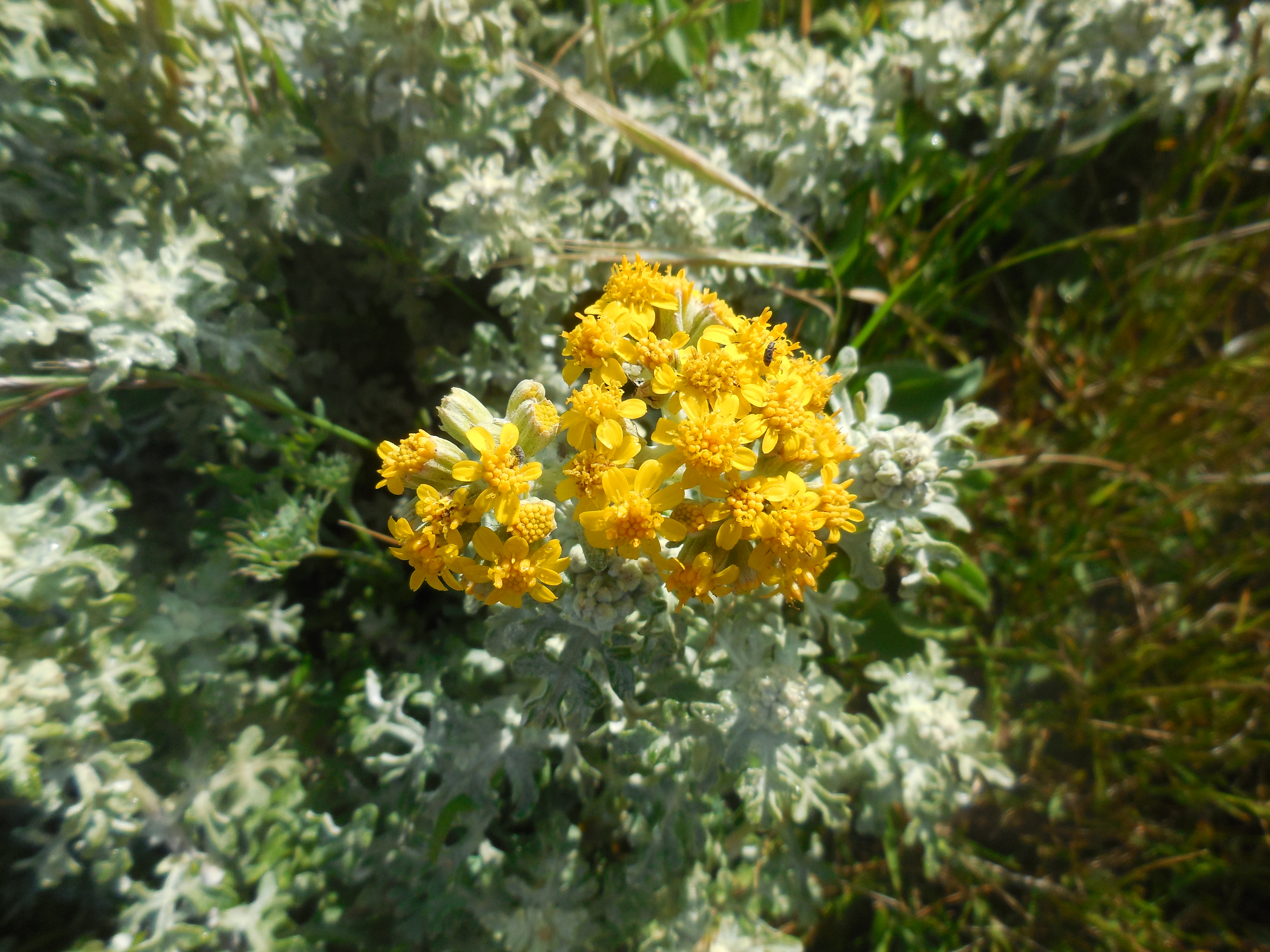 seaside woolly sunflower (Eriophyllum staechadifolium)